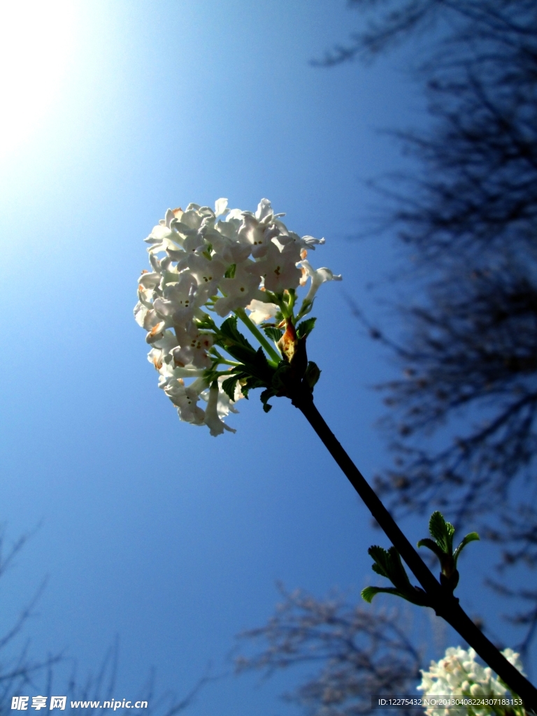 白色花攝影