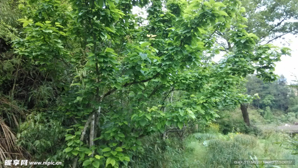 梨樹