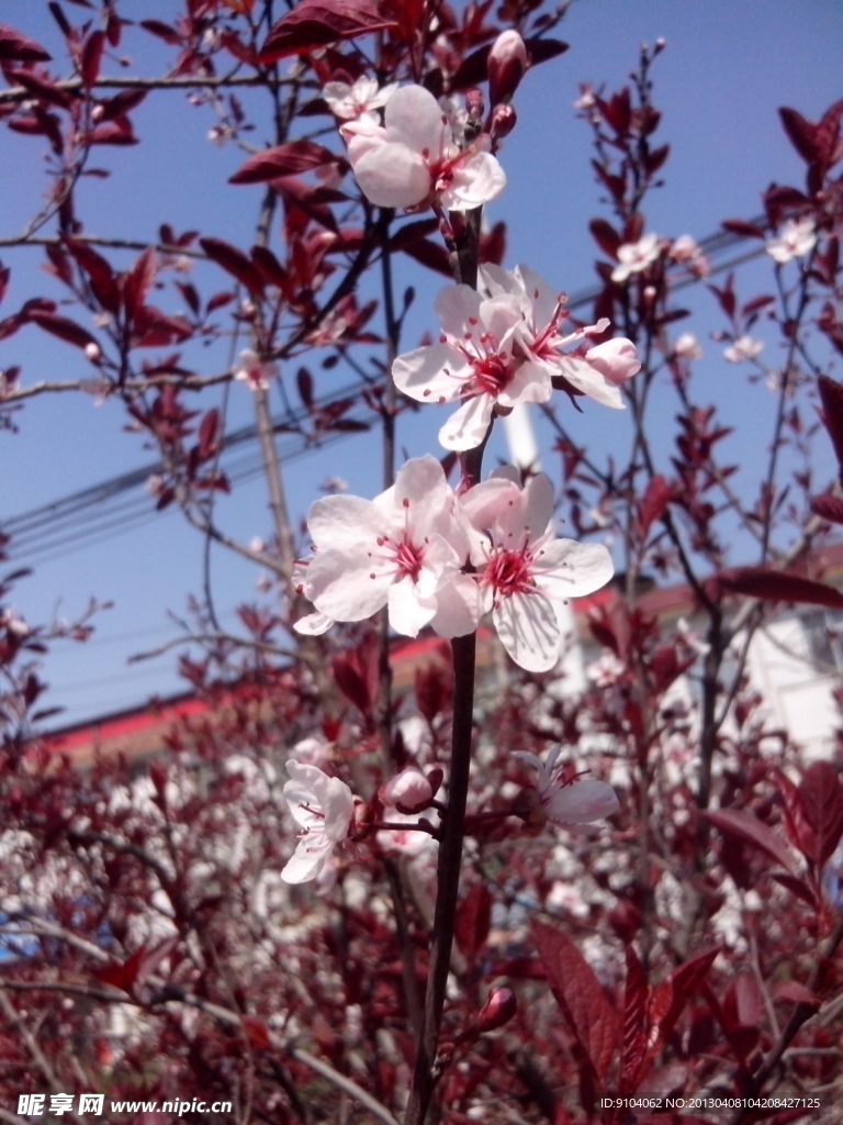 白花瓣