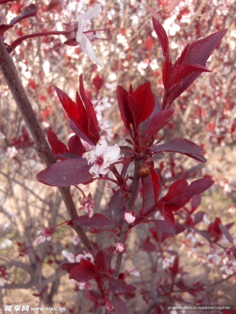 花苞 桃花
