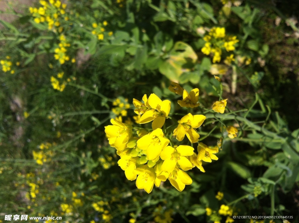 油菜花