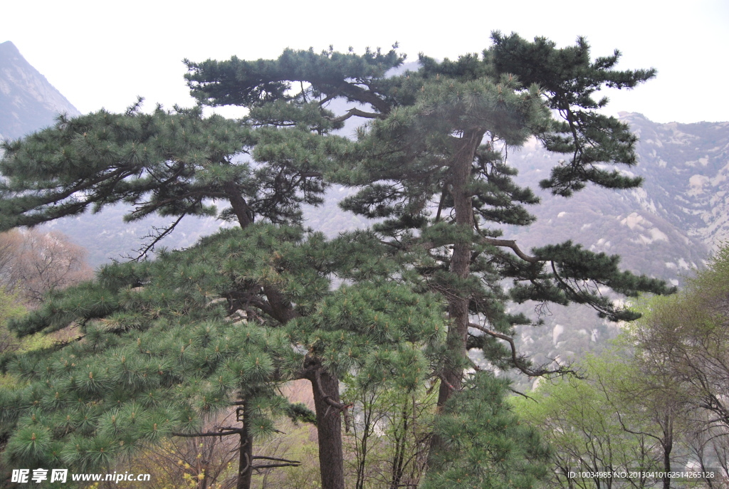 華山 樹(shù)木 山水