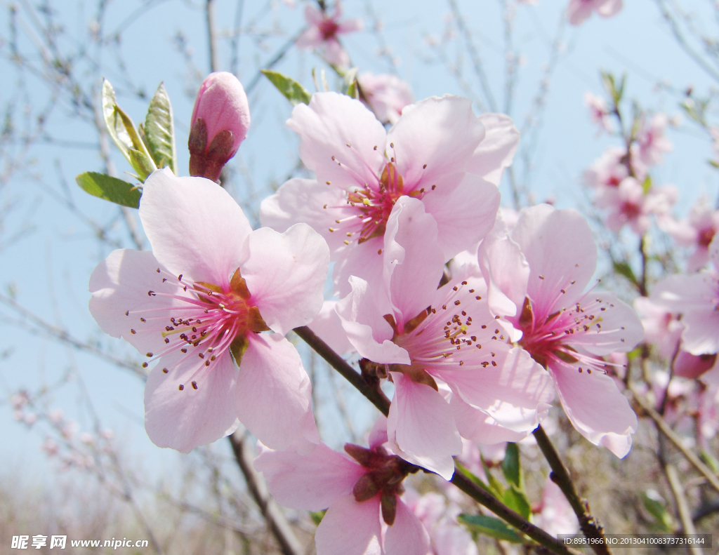 桃花