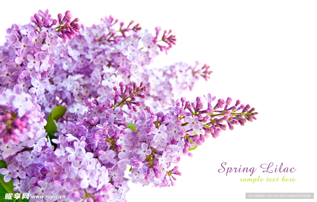 丁香 丁香花