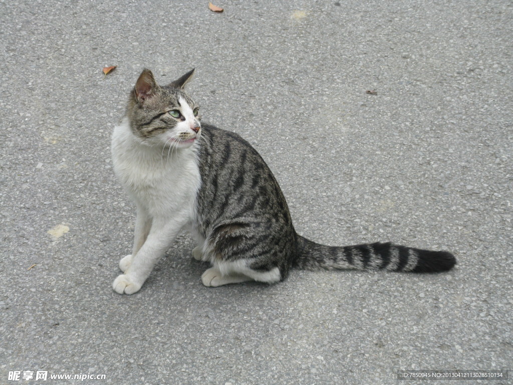 平江路的貓