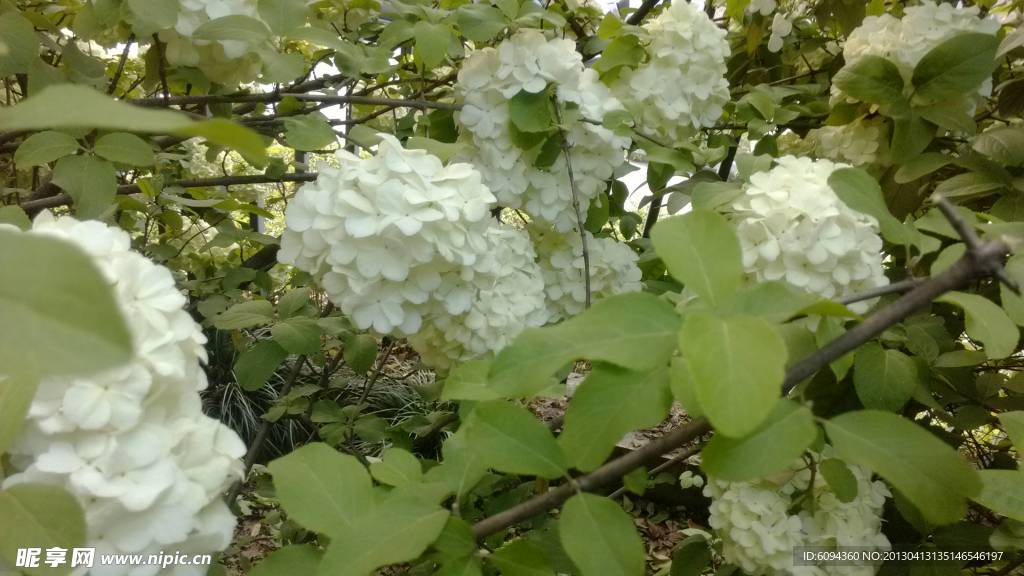 八仙花