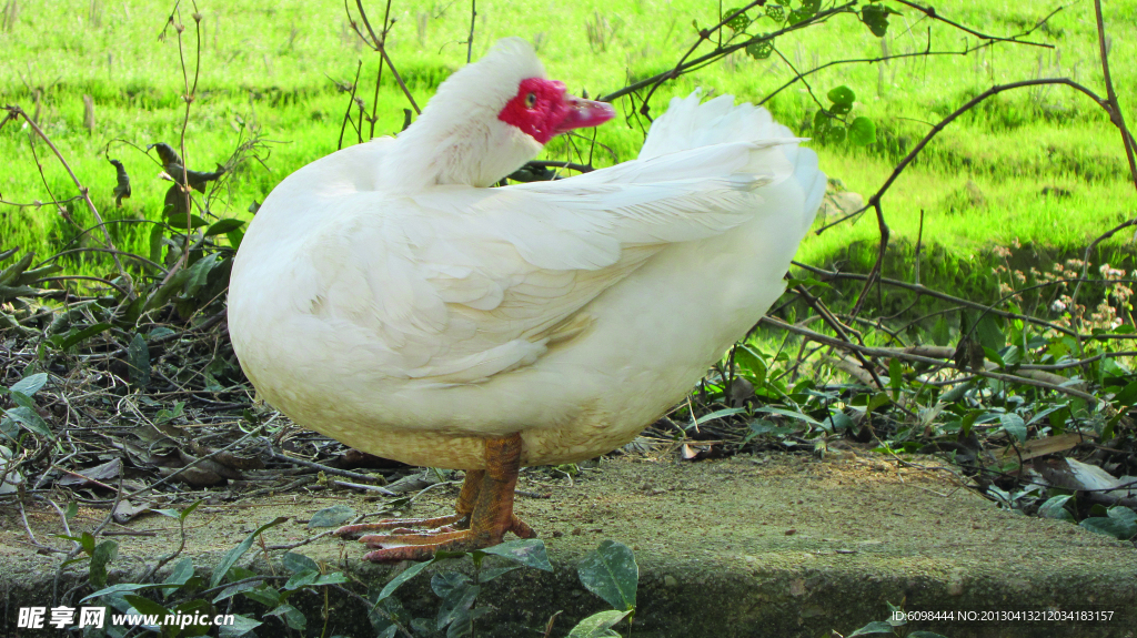 自家飼養(yǎng)鴨