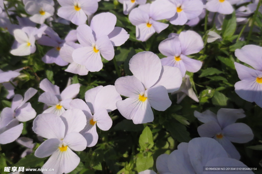 蝴蝶花
