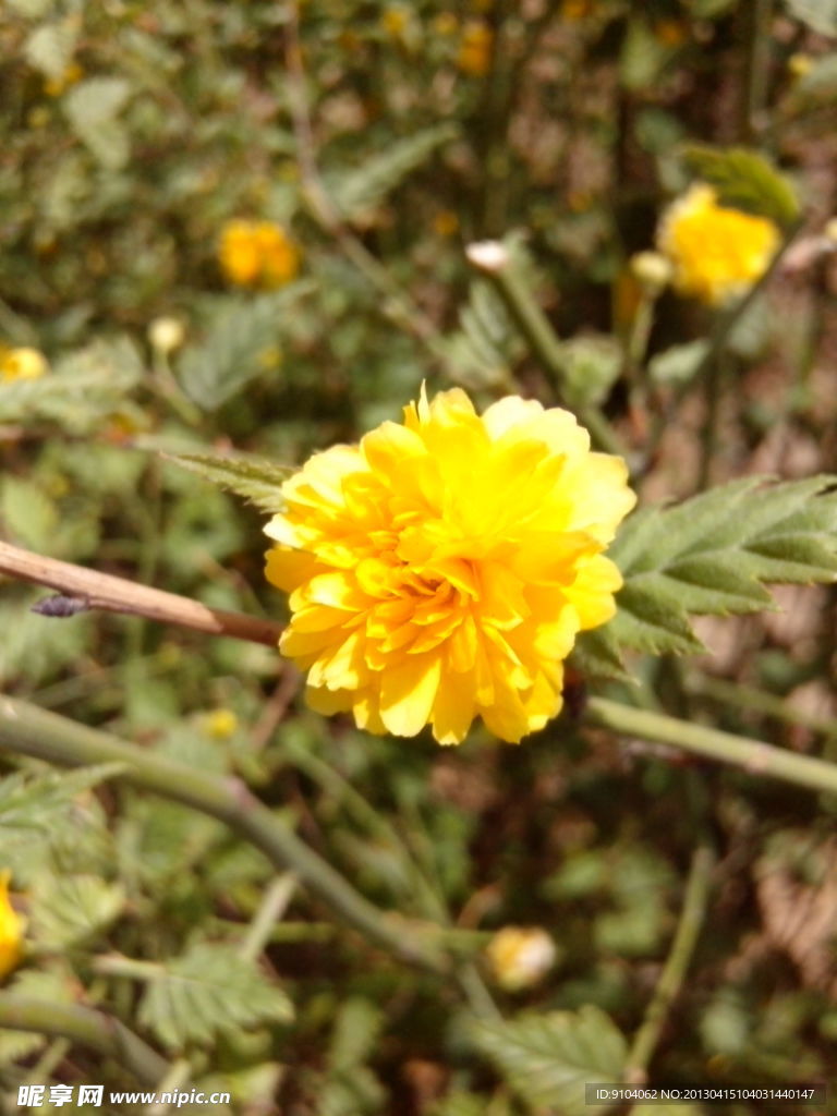 小野菊