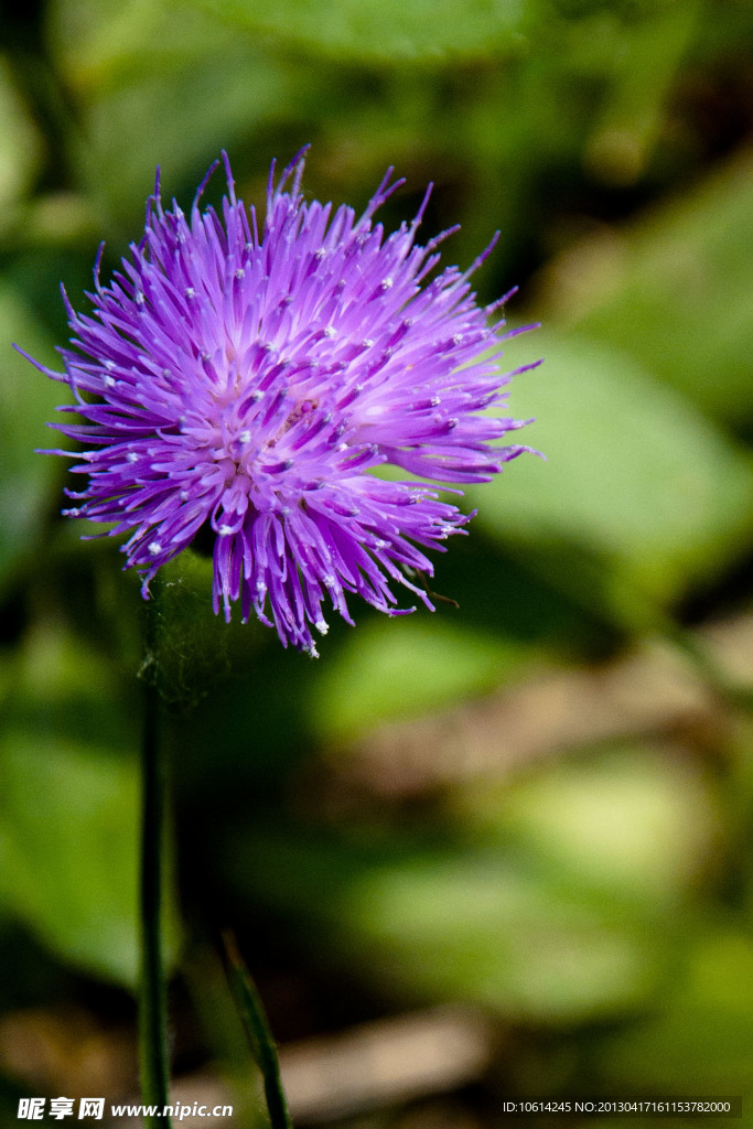 薺菜花