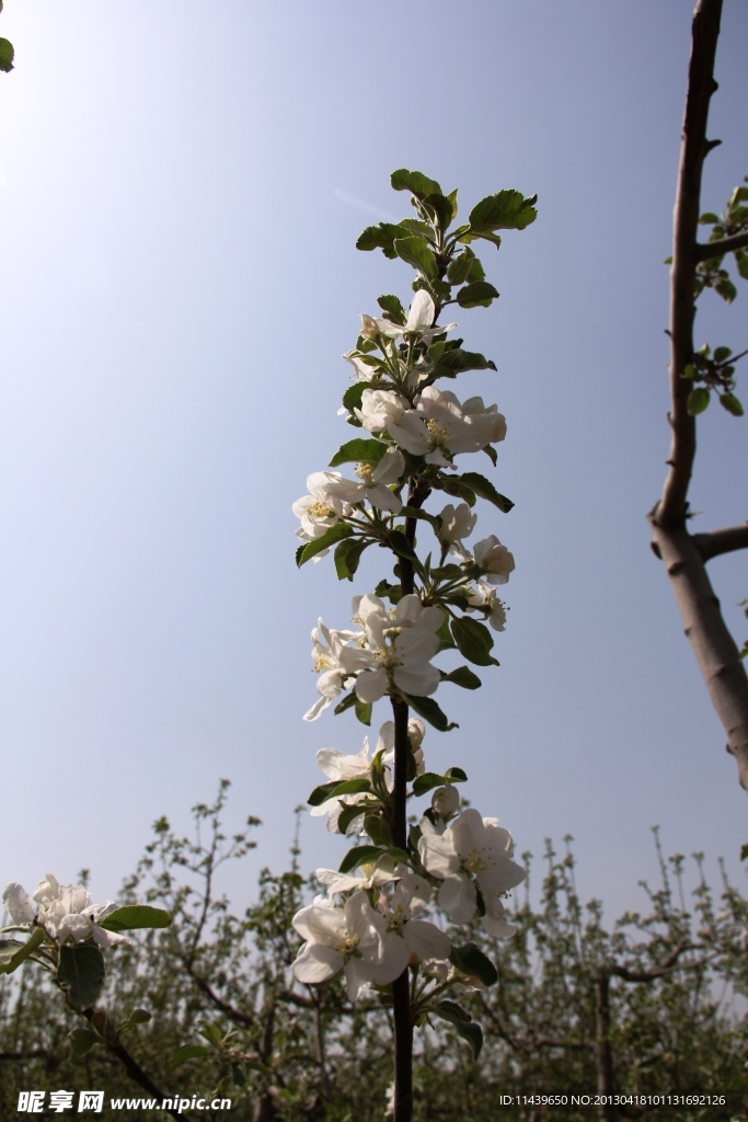 吉縣蘋果花