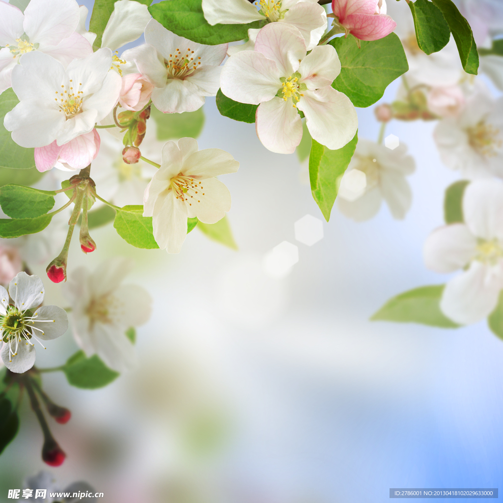 夢幻蘋果花背景