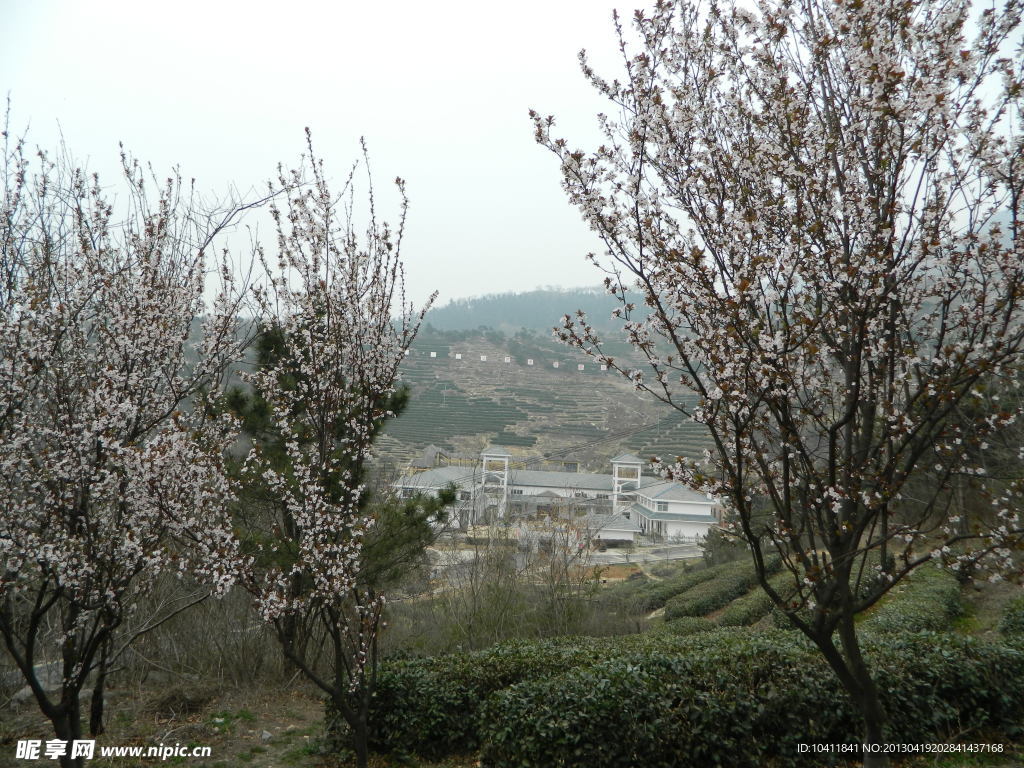 梨花園