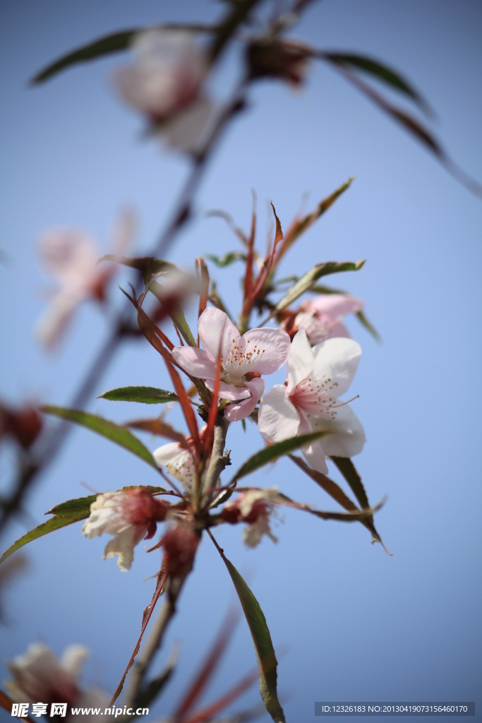 桃花