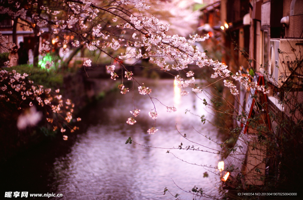 櫻花