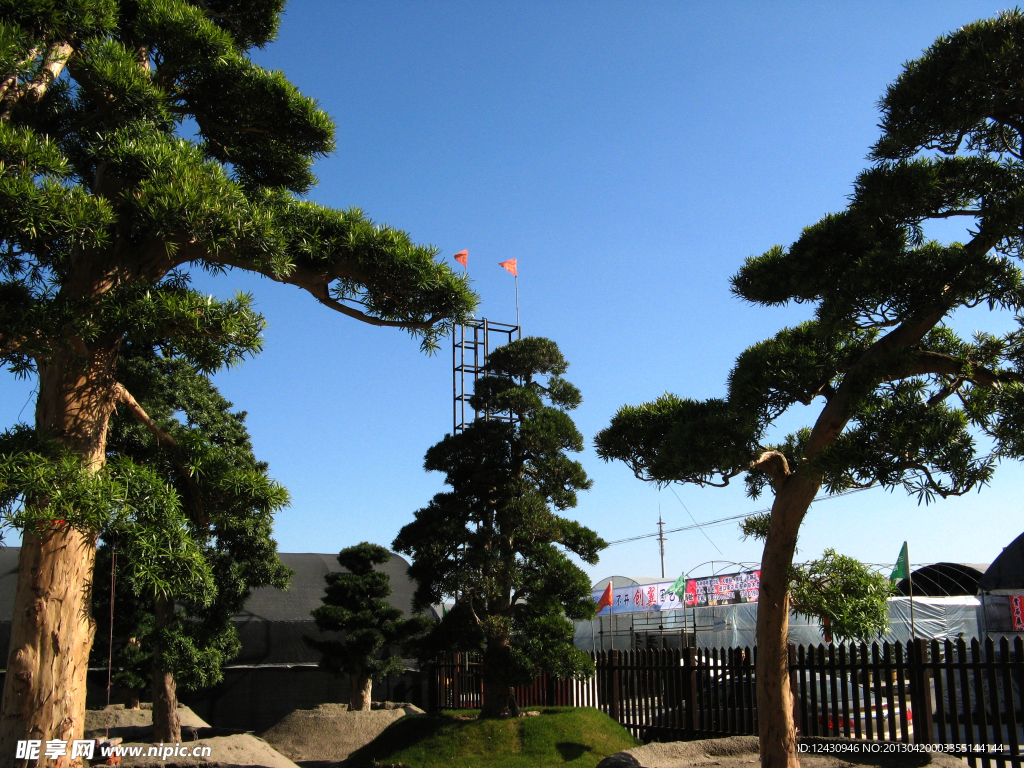 松樹