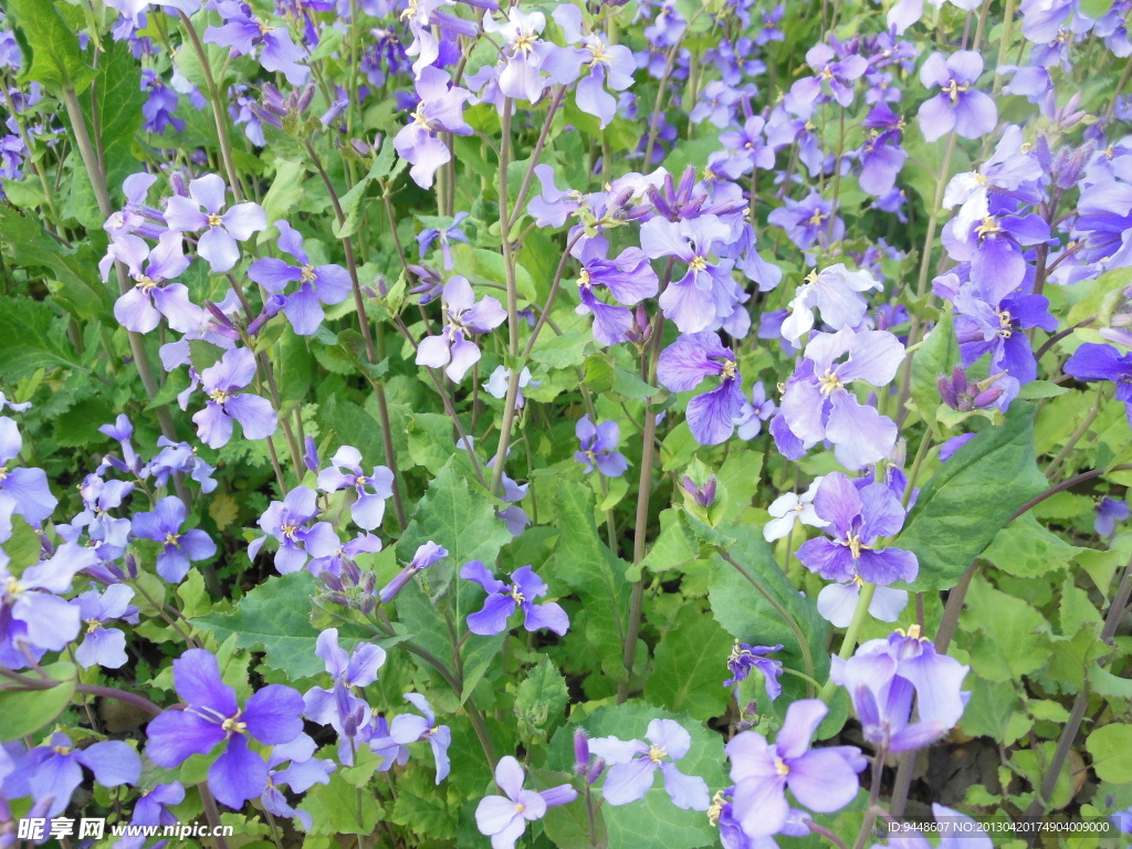 紫菜花