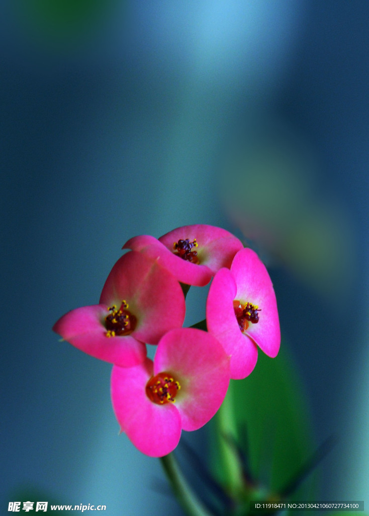 刺梅花