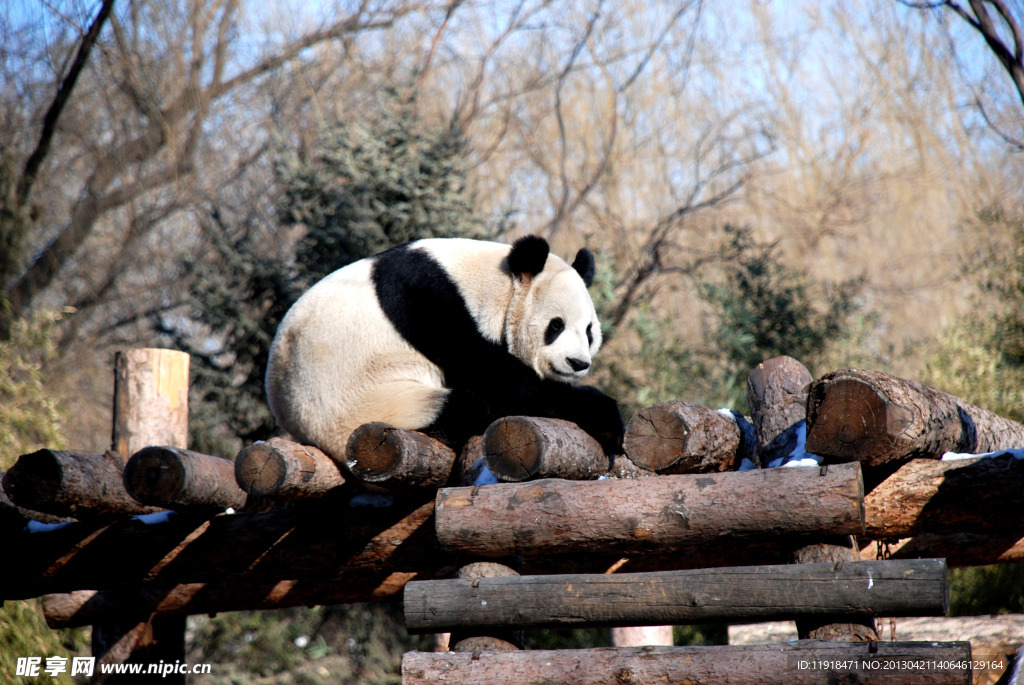 動物園 國寶熊貓