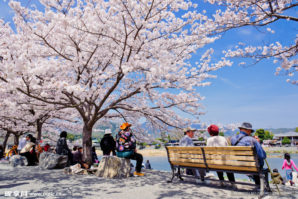 桃花風景
