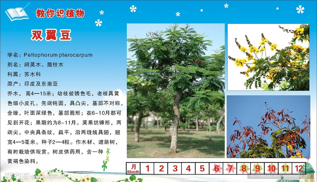 雙翼豆