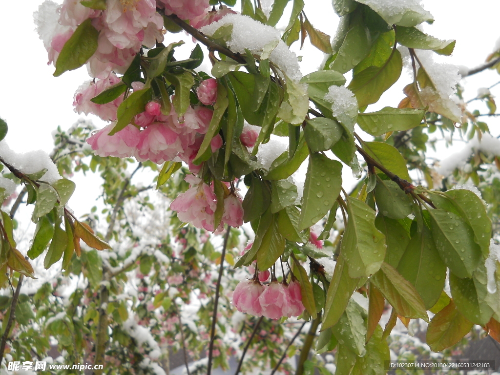 雪中櫻花
