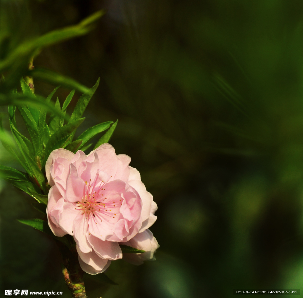 杜鵑花