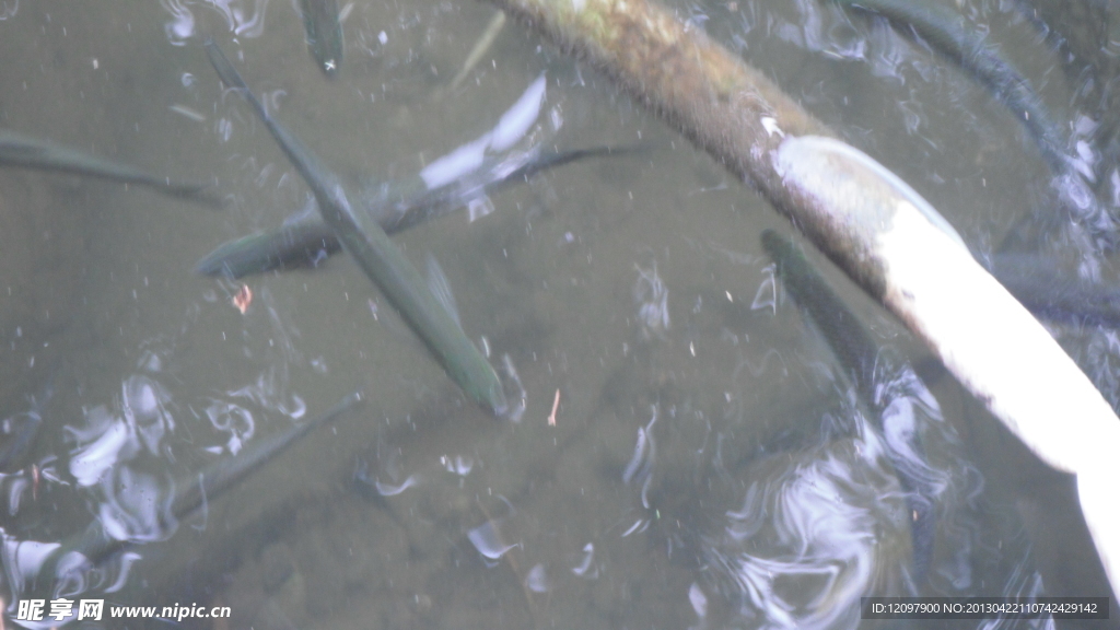 水中魚