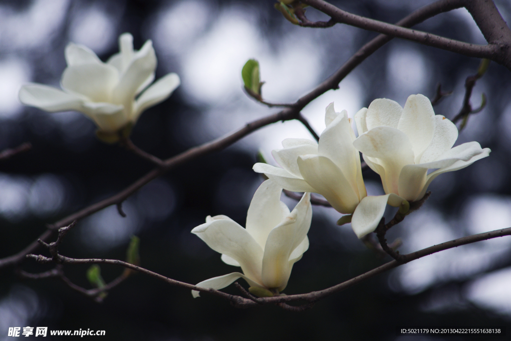 玉蘭花