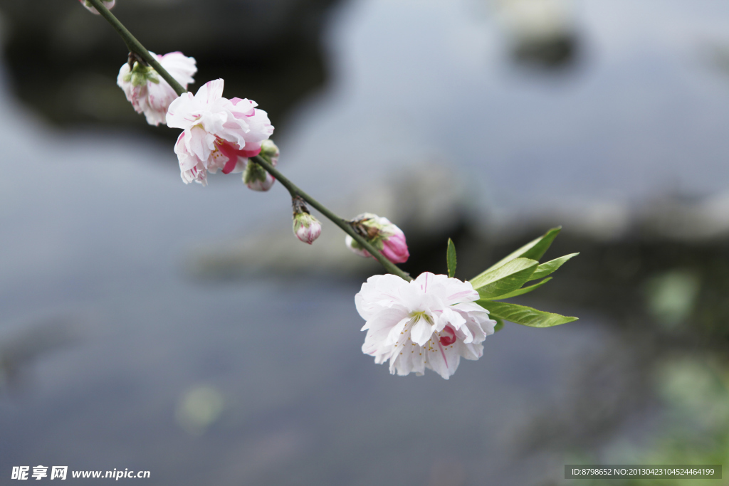 桃花
