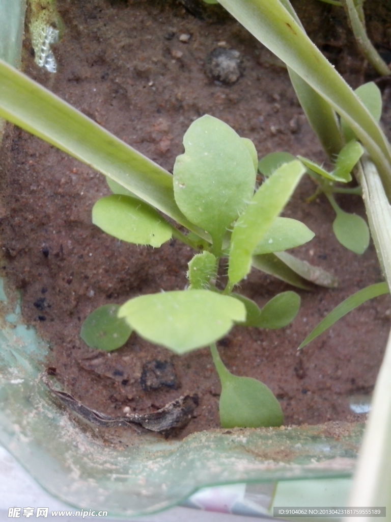 旺盛的小草