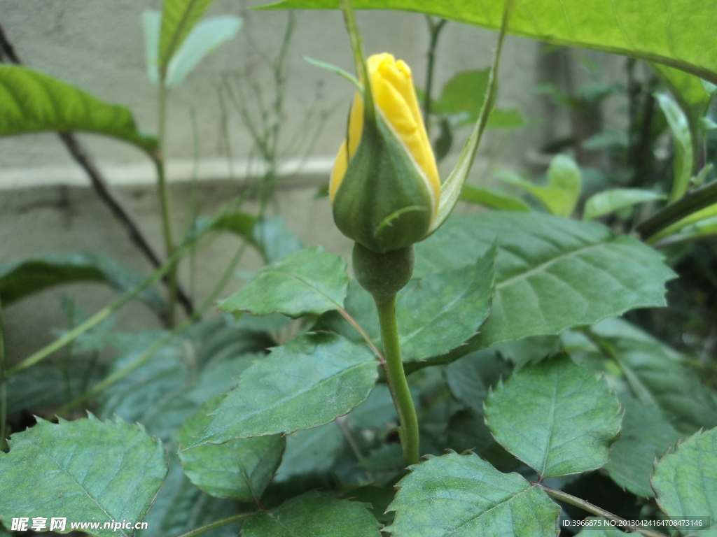 月季花苞