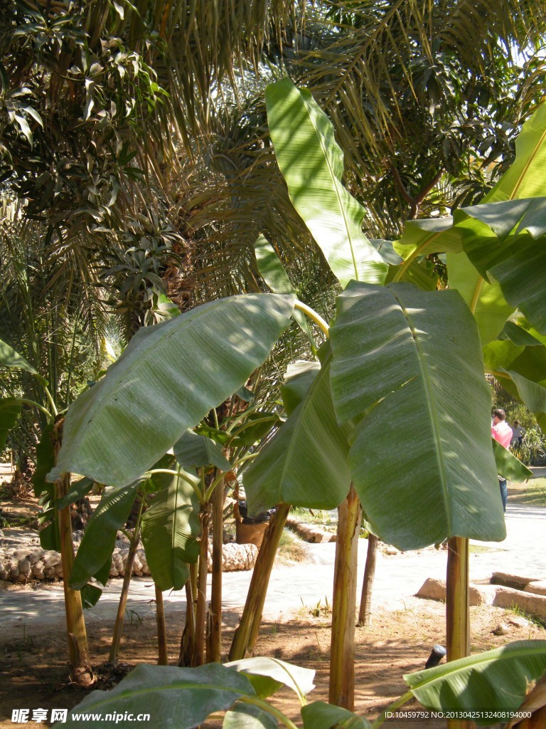 民俗村熱帶植物