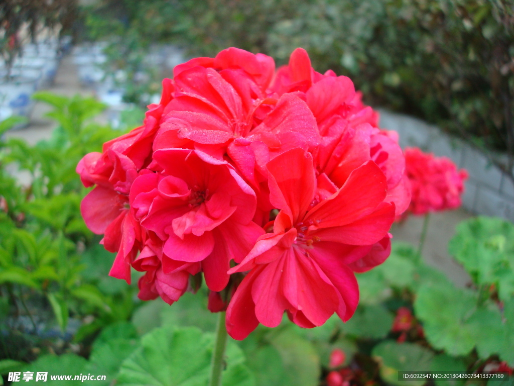 冬莧菜花