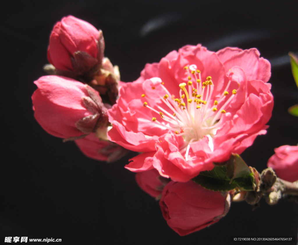 碧桃花