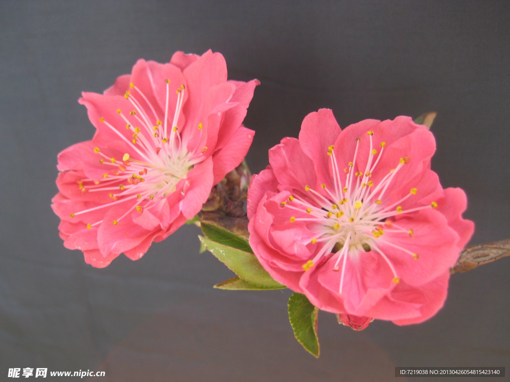 碧桃花