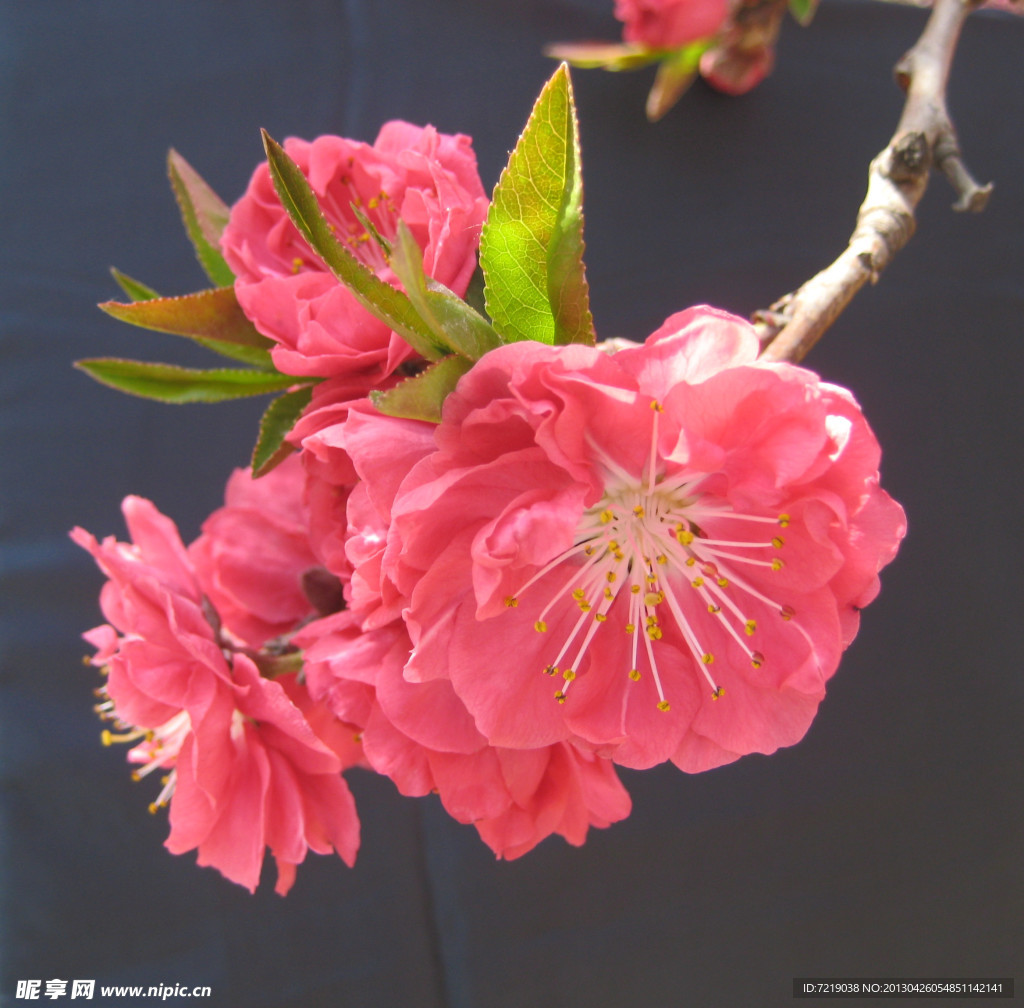 碧桃花