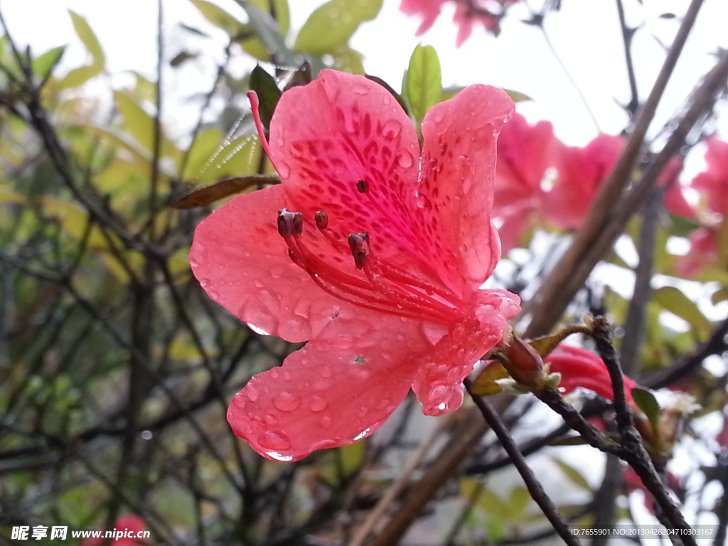 杜娟花