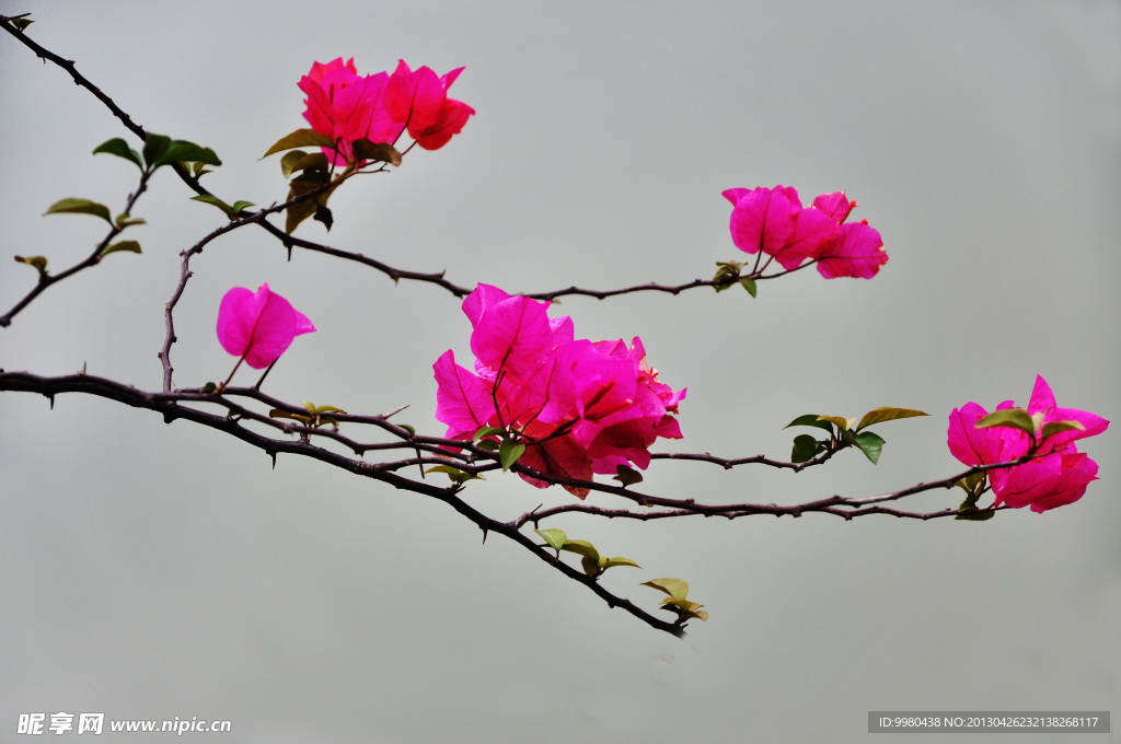 杜鵑花