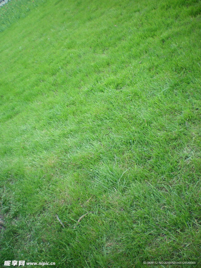 草地