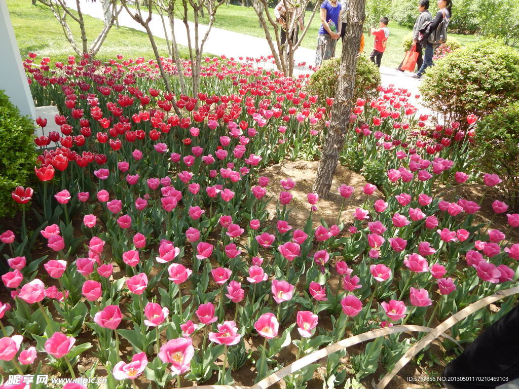 郁金香盛開美景