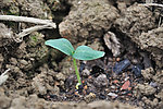发芽 新生 植物 豆