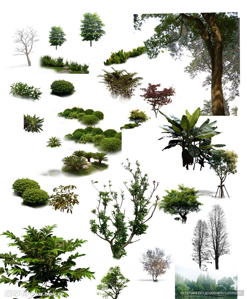 植物树木