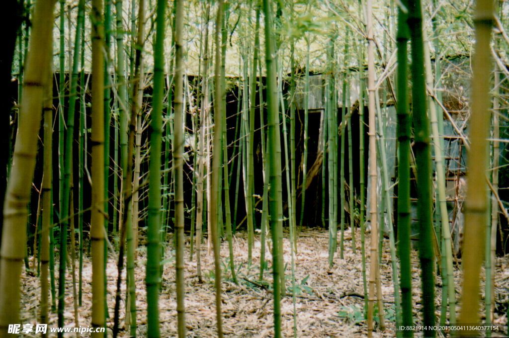 竹林