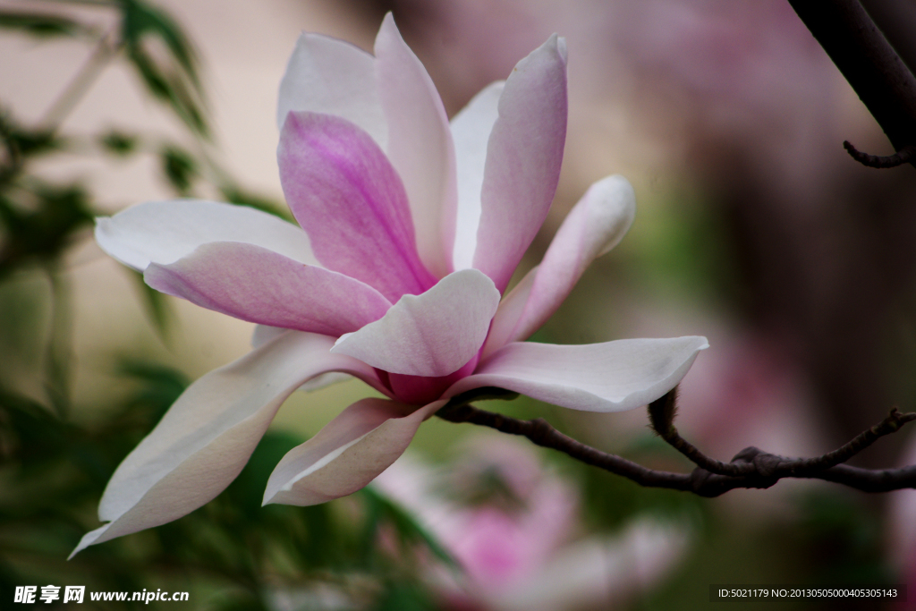 玉蘭花