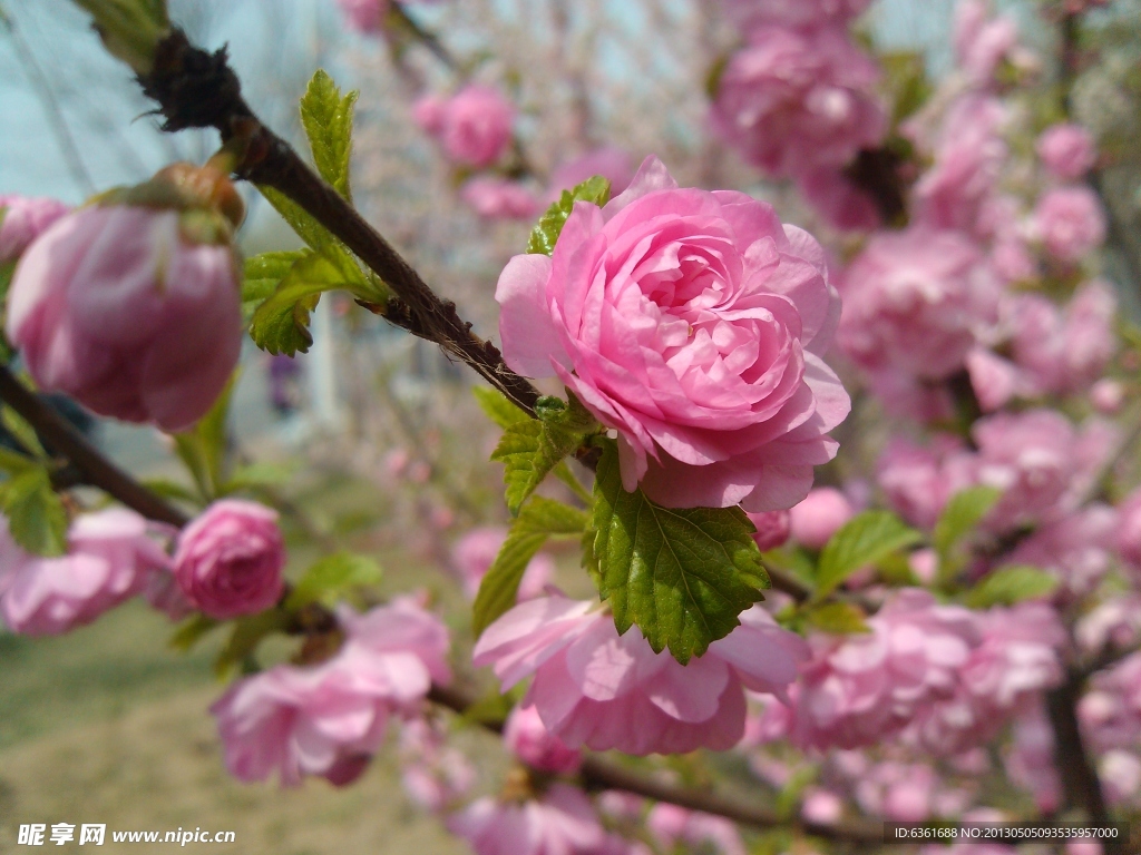 桃花