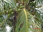 椰子