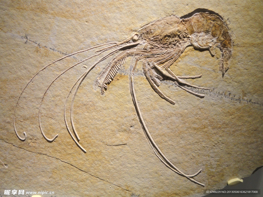 古生物化石