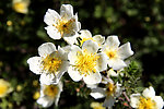 薔薇花