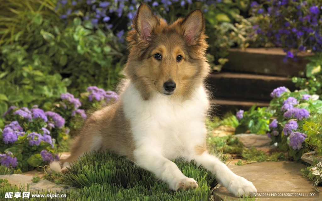牧羊犬